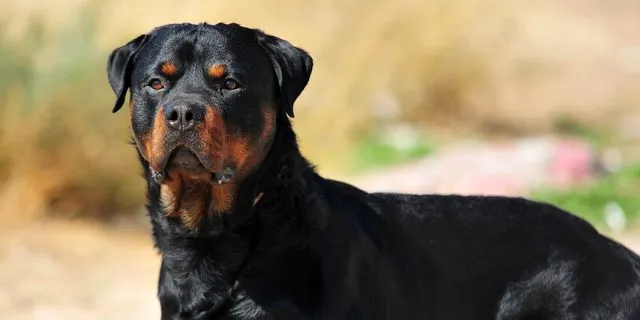 “Νέμεσις” για θανάτωση σκύλου: Το γεγονός αποκαλύπτει την ανευθυνότητα των ιδιοκτητών