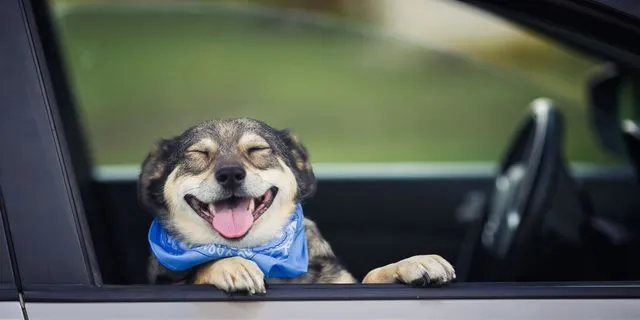 Uber Taxi Pet: Όπου πας εσύ, έρχεται και το κατοικίδιό σου