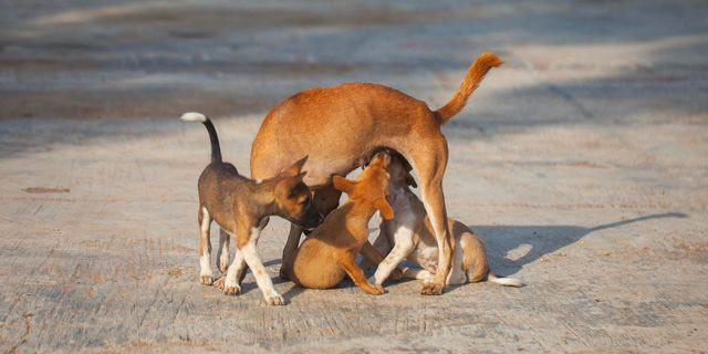 Μεγάλη γιορτή υιοθεσίας αδέσποτων ζώων στην Κηφισιά
