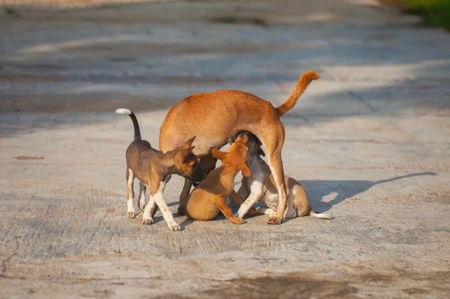 Μεγάλη γιορτή υιοθεσίας αδέσποτων ζώων στην Κηφισιά