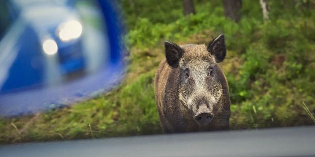 Μάνη: Μοτοσικλέτα συγκρούστηκε με αγριόχοιρο – Νεκρός ο 24χρονος αναβάτης