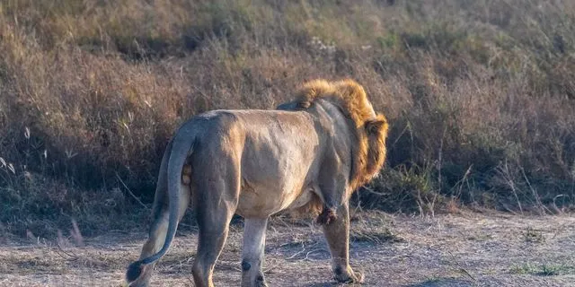 Το “λιοντάρι” που αναστάτωσε όλη την Ιρλανδία, τελικά… γαβγίζει