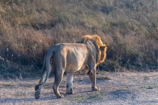 Το “λιοντάρι” που αναστάτωσε όλη την Ιρλανδία, τελικά… γαβγίζει