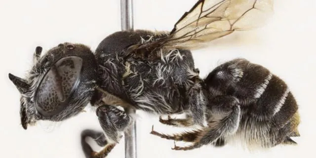 “Λούσιφερ”, η μέλισσα διάβολος – Ανακαλύφθηκε νέος είδος