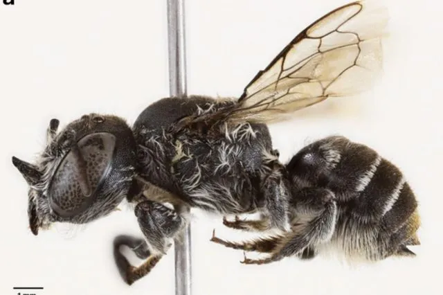 “Λούσιφερ”, η μέλισσα διάβολος – Ανακαλύφθηκε νέος είδος