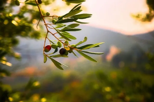 Ο απόλυτος οδηγός για τη μεταφορά ελαιολάδου στο εξωτερικό