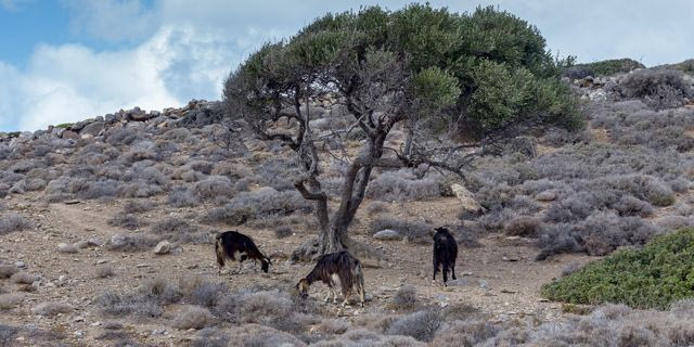 Βοσκοτόπια