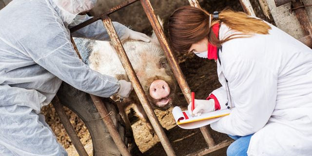 Αφρικανική πανώλη των χοίρων (φωτογραφία αρχείου)