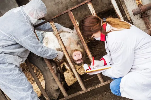 Αφρικανική πανώλη των χοίρων (φωτογραφία αρχείου)