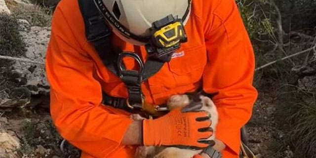 Κτηνωδία στο Πήλιο: Πέταξαν κουταβάκια σε γκρεμό – Ένα επέζησε