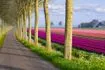 Δρόμος με ροζ λουλούδια στο πλάι