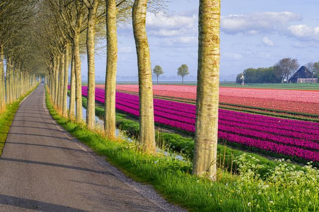 Δρόμος με ροζ λουλούδια στο πλάι