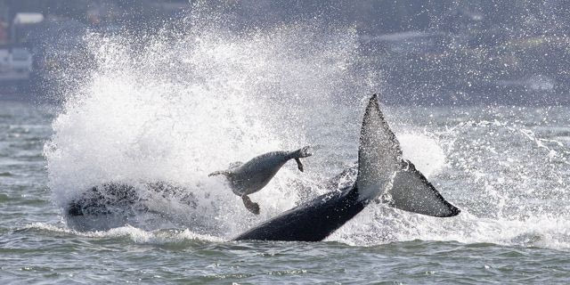 Βίντεο: Η απίστευτη απόδραση φώκιας από όρκες, μπροστά στα μάτια φωτογράφου