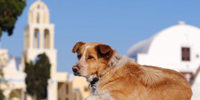 Ρόδος: Θεία λειτουργία και αγιασμός για τα ζώα συντροφιάς