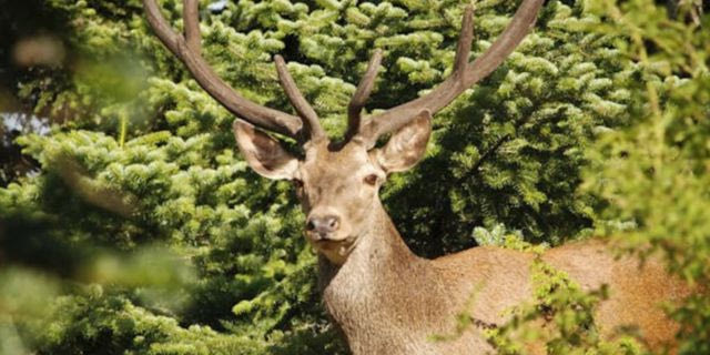 WWF: Οι οικολογικοί διάδρομοι ως μέσο προστασίας της άγριας ζωής – Το κόκκινο ελάφι