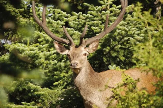 WWF: Οι οικολογικοί διάδρομοι ως μέσο προστασίας της άγριας ζωής – Το κόκκινο ελάφι