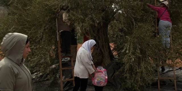 Δυτική Όχθη: Επίθεση Ισραηλινών εποίκων σε Παλαιστίνιους και δημοσιογράφους που μάζευαν ελιές