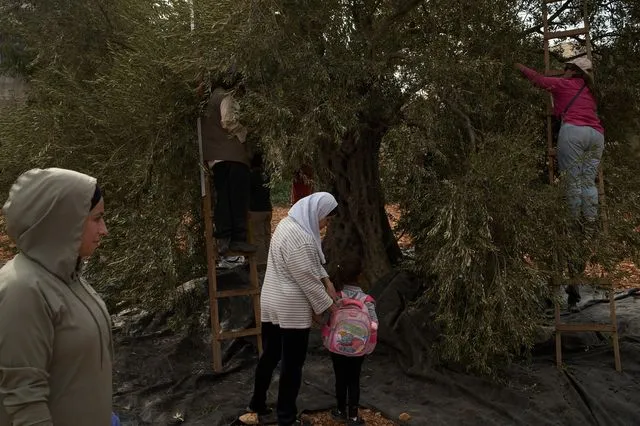 Δυτική Όχθη: Επίθεση Ισραηλινών εποίκων σε Παλαιστίνιους και δημοσιογράφους που μάζευαν ελιές