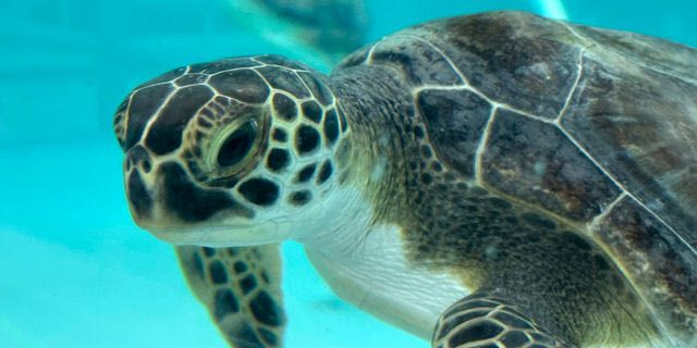 Επτά καλές ειδήσεις που ίσως να σας ξέφυγαν το 2025