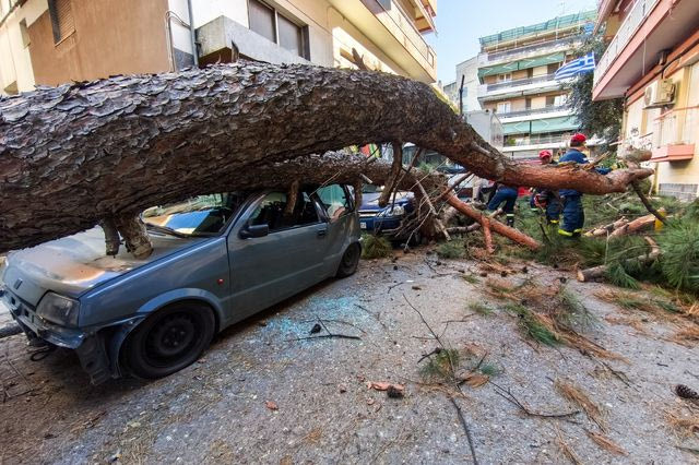 Δέντρο έπεσε και καταπλάκωσε αυτικίνητα στη Χαριλάου