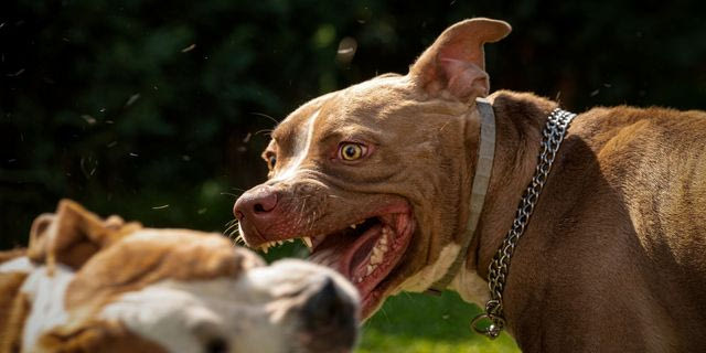 Ζάκυνθος: Συγκλονίζουν οι λεπτομέρειες της τραγωδίας με τον 2χρονο που κατασπαράχθηκε από σκύλο