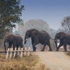 Ελέφαντες, φωτογραφία αρχείου