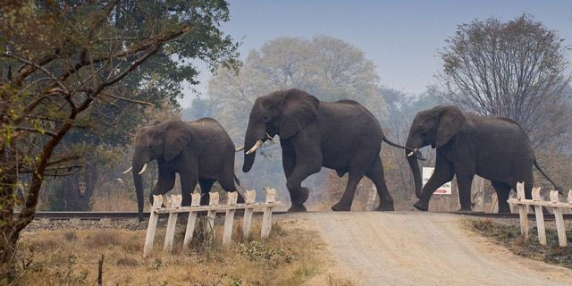 Ελέφαντες, φωτογραφία αρχείου