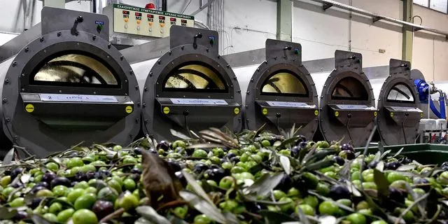 Ελαιοσυγκομιδή