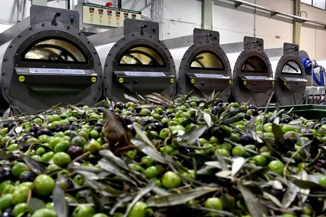 Ελαιοσυγκομιδή