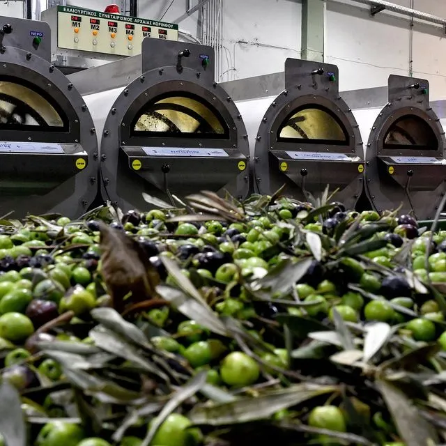 Ελαιοσυγκομιδή