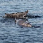 Επιχείρηση διάσωσης μιας φάλαινας του είδους ζιφιός