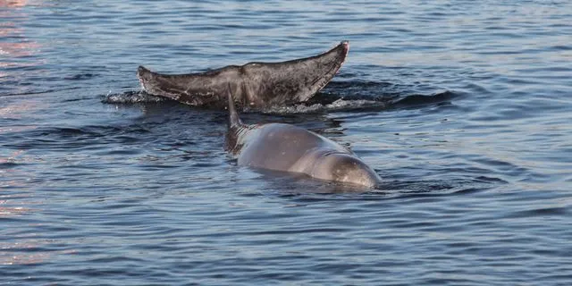 Επιχείρηση διάσωσης μιας φάλαινας του είδους ζιφιός