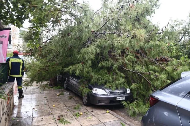 Πτώση δέντρου πάνω σε παρκαρισμένο αυτοκίνητο στο Παλαιό Φάληρο