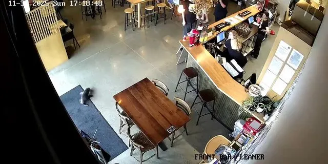 Μωρό φώκια μπήκε σε μπαρ και αυτό είναι ό,τι πιο γλυκό θα δεις σήμερα