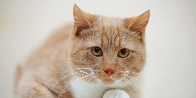 Δικαστήριο “καταδίκασε” έναν… γάτο – Το “έγκλημα” που διέπραξε