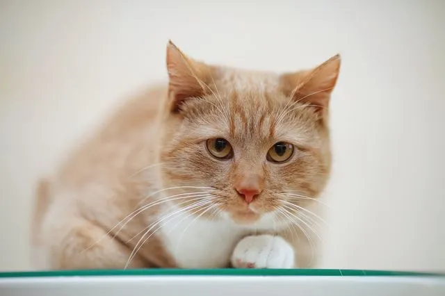 Δικαστήριο “καταδίκασε” έναν… γάτο – Το “έγκλημα” που διέπραξε