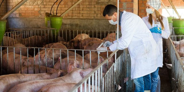 Ισπανία: Κινητοποιήθηκε ο στρατός για την πανώλη των χοίρων – Πιθανό να προκλήθηκε από σάντουιτς