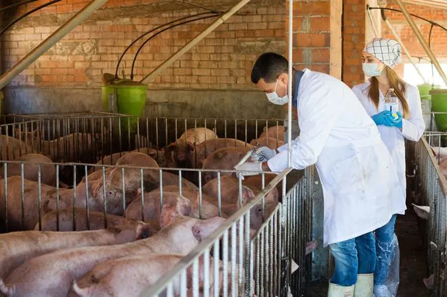 Ισπανία: Κινητοποιήθηκε ο στρατός για την πανώλη των χοίρων – Πιθανό να προκλήθηκε από σάντουιτς