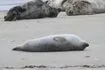 Ανάβυσσος: Πυροβόλησαν και σκότωσαν μεσογειακή φώκια στο Μαύρο Λιθάρι