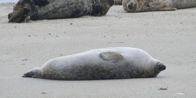 Ανάβυσσος: Πυροβόλησαν και σκότωσαν μεσογειακή φώκια στο Μαύρο Λιθάρι