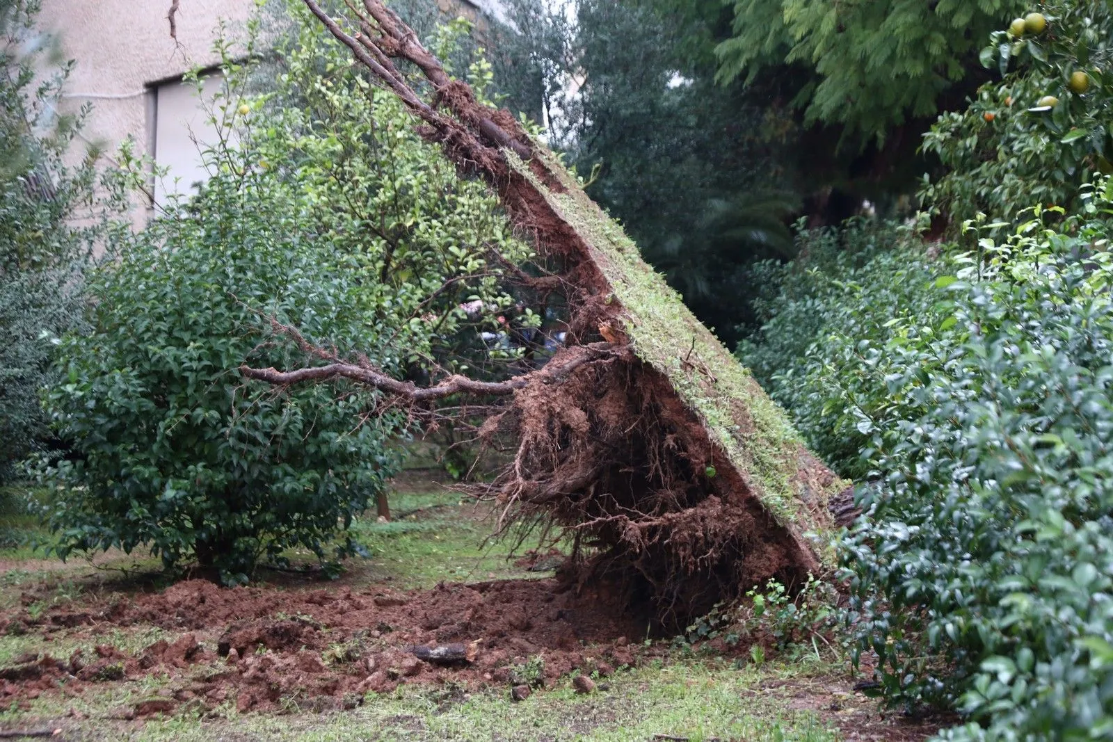 Πτώση δέντρου πάνω σε παρκαρισμένο αυτοκίνητο στο Παλαιό Φάληρο λόγω της ισχυρής βροχόπτωσης