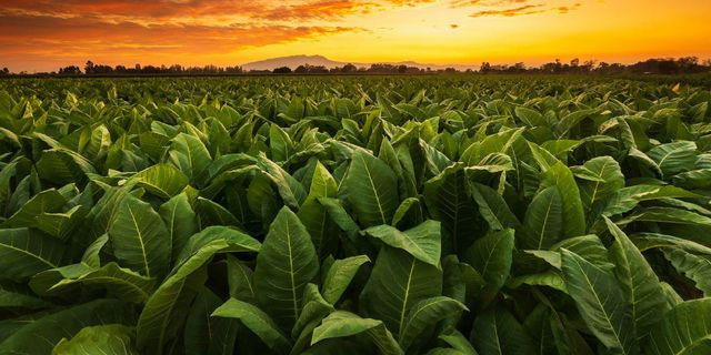 “Βόρειοι άνεμοι” για αυξήσεις φόρων στα καπνικά – Διχάζει την ΕΕ η νέα Οδηγία