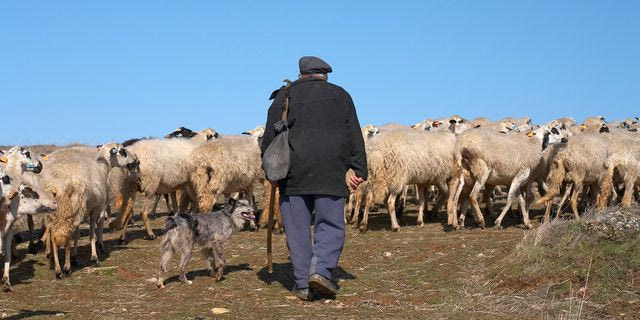 Ευλογιά: Εξιτήριο για τον κτηνοτρόφο που κατέρρευσε όταν έμαθε ότι το κοπάδι του θα θανατωθεί