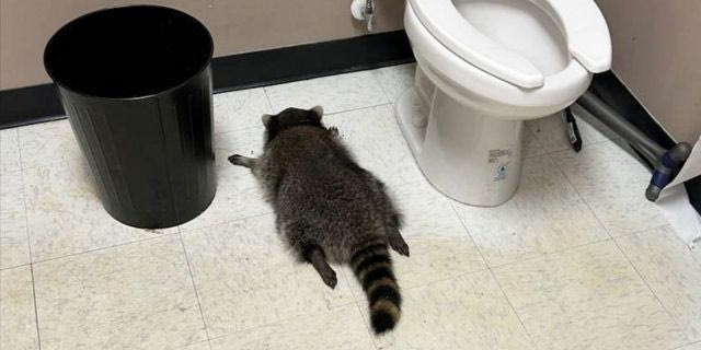 Το ρακούν λιπόθυμο από το αλκοόλ στο μπάνιο