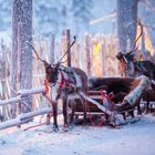 Ποιος σκοτώνει τους ταράνδους του Άγιου Βασίλη;