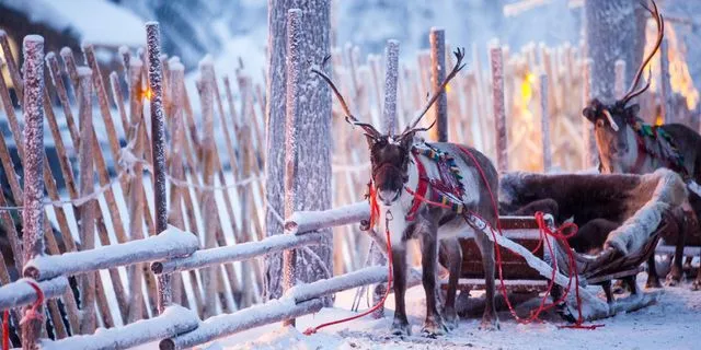 Ποιος σκοτώνει τους ταράνδους του Άγιου Βασίλη;