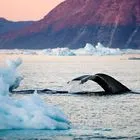 Φάλαινα στην Αρκτική