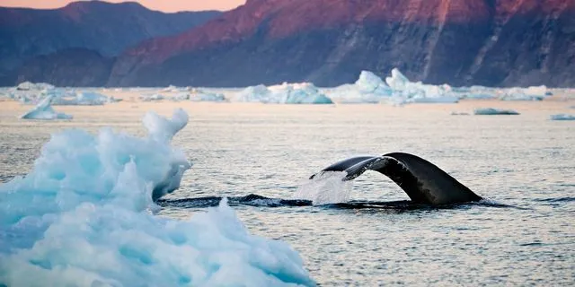 Φάλαινα στην Αρκτική
