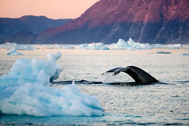 Φάλαινα στην Αρκτική