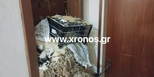 Ροδόπη: Αγρότες πέταξαν βαμβάκι και σανό στο γραφείο του Ευριπίδη Στυλιανίδη